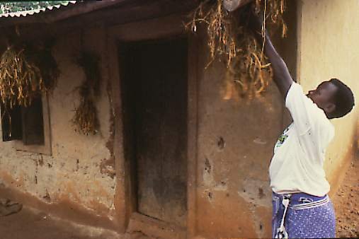 HANGING BEANS TO DRY