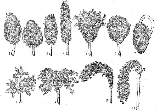 THE SKETCH MAP OF CHINESE KAOLIANG SPIKE
