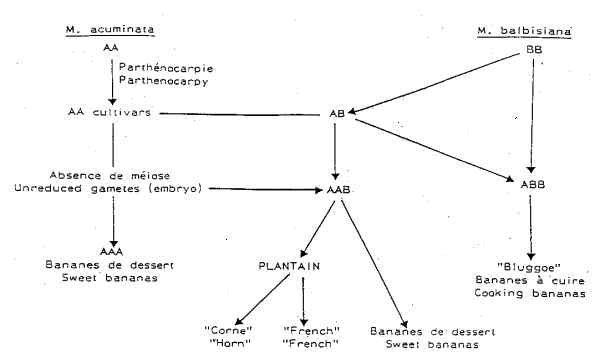 SCHEMATIC WAY INDICATING ORIGIN OF BANANAS AND PLANTAINS (14KB)