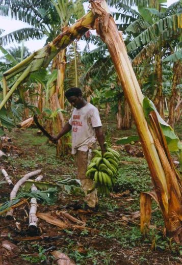 STAGE INVOLVED IN HARVESTING A BUNCH OF PLANTAIN IV
