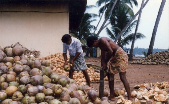 COCONUT DEHUSKING TOOL